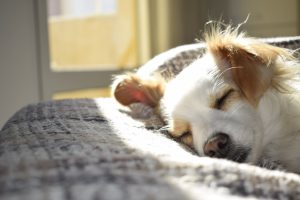 pet trust