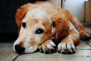 pet trust, pet planning