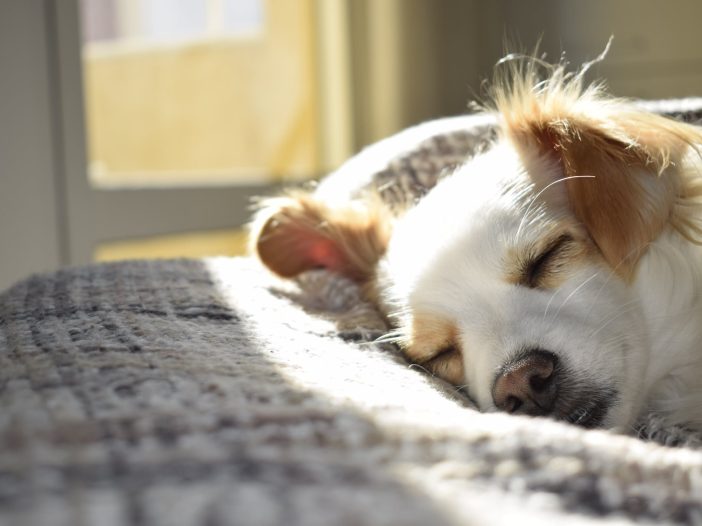 include a pet in my estate plan, image of small, very cute dog sleeping in dog bed